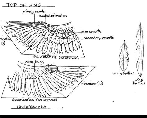 Eagle Wing Diagram