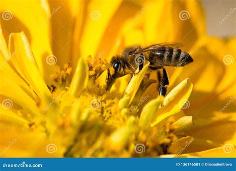 Extremely Close Up of a Bee Collecting Pollen in a Flowering Spring Garden Stock Image - Image ...