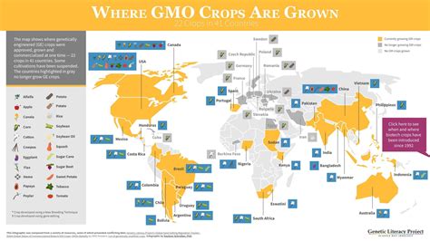 Where are GMO crops and animals approved and banned? | Genetic Literacy Project