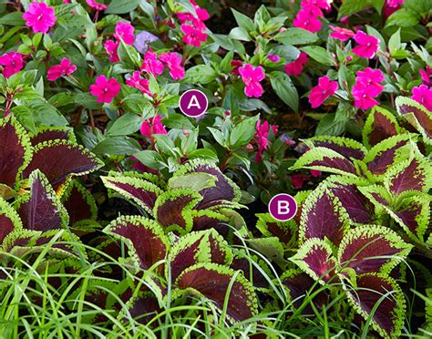 19+ Coleus Companion Plants | BarinderMargaux