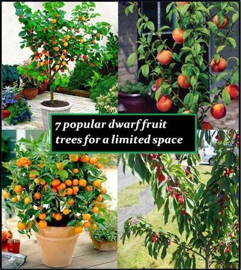 47 best images about Dwarf Fruit Trees on Pinterest | See more ideas about Trees, Grow your own ...