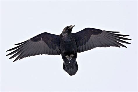 raven wings | Reference Images | Pinterest | Ravens, Anatomy and Google search