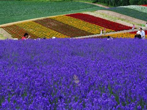 Visiting Hokkaido Lavender Fields & Other Blossoms: Transport Options | Japan Cheapo