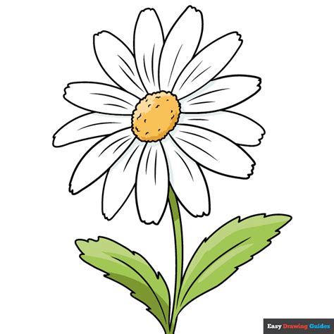 How to Draw a Daisy Flower - Really Easy Drawing Tutorial