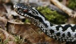 The Adder- Species Guide - Acer Ecology