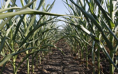 Purdue scientists working to make drought-resistant crops