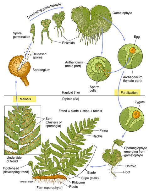 Fern Structure & Life Cycle | Carlson Stock Art