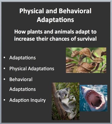 Physical & Behavioral Adaptations: Increasing an organisms chances of ...