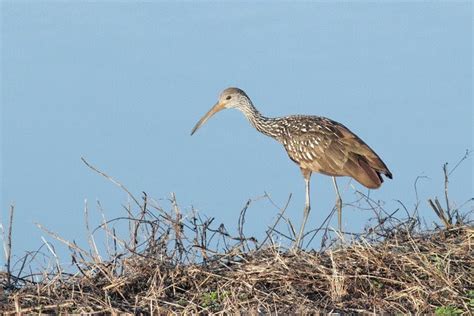 Limpkin: A Unique Florida Specialty by Anna Fasoli | Nemesis Bird