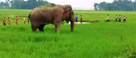 Expect more elephant raids during paddy harvest in Dooars this year