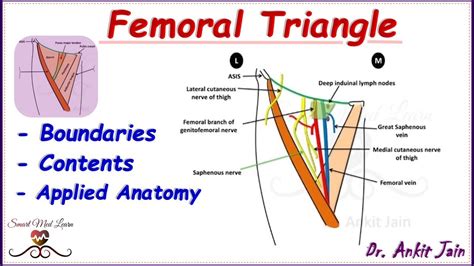 Femoral triangle / Anatomy / Simplified - Boundaries, Contents and ...