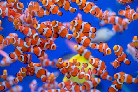 Top 17 Clown Fish Facts - Diet, Habitat, Types & More | Facts.net