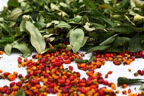 Magical Andes Photography | Close up of leaves and seeds of coca plant ( Erythroxylum coca ) on ...