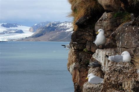 Kittiwake breeding success influences timing of winter migration - SEAPOP