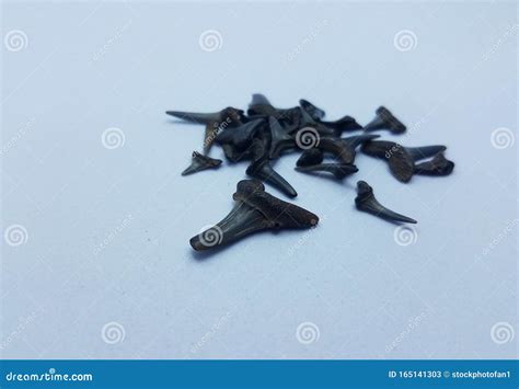 Black Shark Teeth or Bones on White Background Stock Image - Image of ...