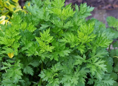 How to Grow and Care for Mugwort (Artemisia vulgaris)