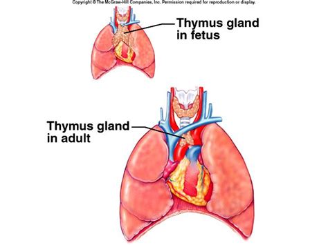 The thymus gland, located near the heart in the thoracic cavity, is both a lymph organ and an ...