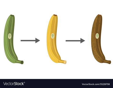 Stages banana ripening Royalty Free Vector Image