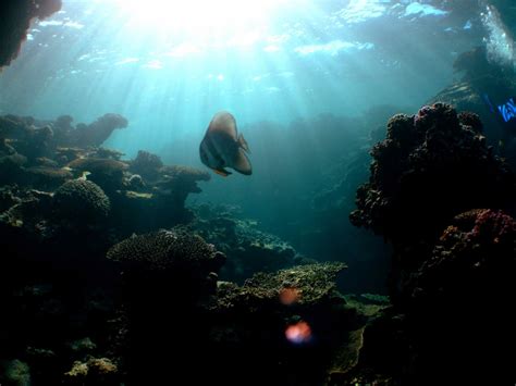 Sail Ningaloo: Ningaloo Reef Dive Liveaboard