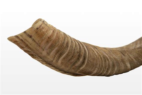 Natural Kudu Shofar - Israel Cart