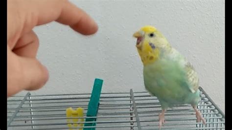 Aggressive budgie being aggressive - YouTube