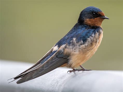 Barn Swallow - eBird