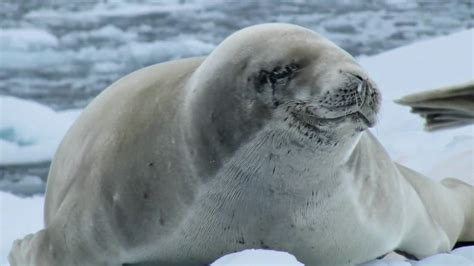 Crabeater Seals & Pup - Antarctica - YouTube