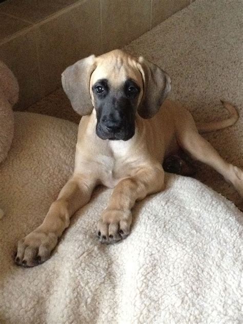 Can't wait to get our Great Dane Fawn puppy in the spring!! | Dane ...