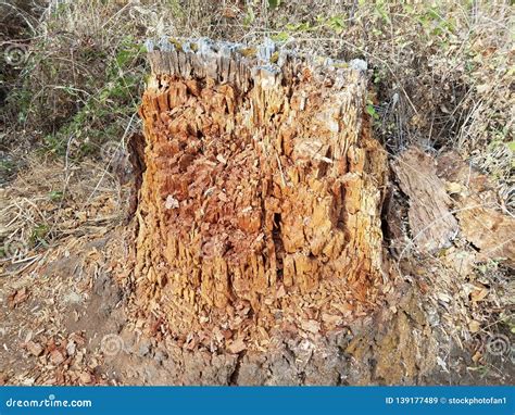 Rotting or Decomposing Brown Tree Trunk or Bark Stock Image - Image of ...