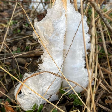 Frost Flowers