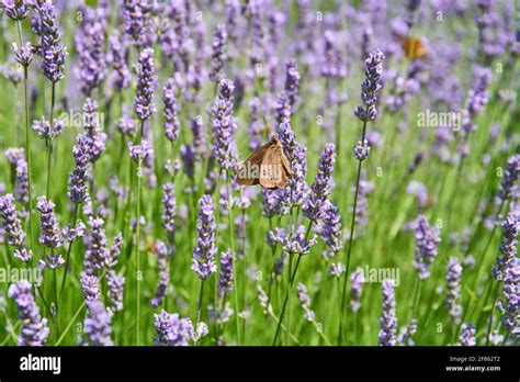 Lavender fields on Hvar Stock Photo - Alamy