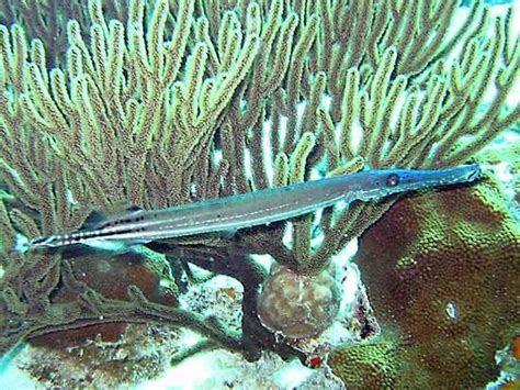 Trumpetfish | fish | Britannica.com