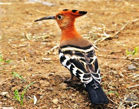 Hoopoe national bird of Israel. | Beautiful birds, Bird species, Birds