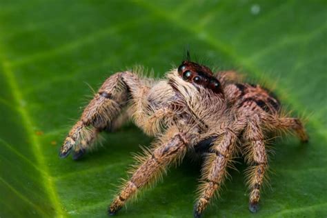 Giant Australian Jumping Spider