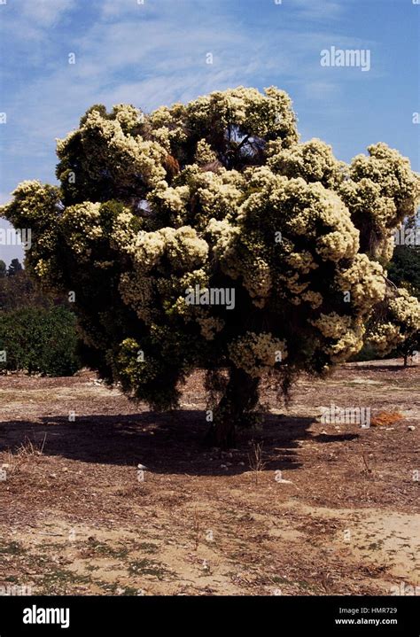 Niaouli tree melaleuca quinquenervia hi-res stock photography and images - Alamy