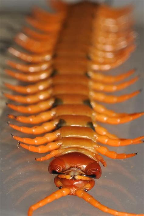 Scolopendra Gigantea Venom - From My Heart