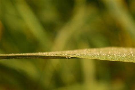 Gratis Afbeeldingen : water, natuur, laten vallen, licht, vochtigheid, blad, macrofotografie ...