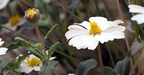 The Best Plants For Your Arizona Vegetable Garden | Desert Environments