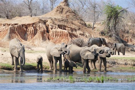 Zambezi National Park | Wilderness | National Parks Africa