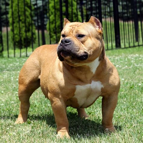 45+ Magoo Bully Puppies - l2sanpiero