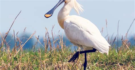 Spoonbill Bird Facts (Platalea leucorodia) | Birdfact