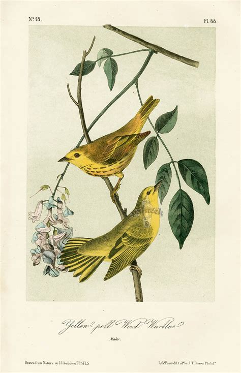 Audubon Bird Prints from Birds of America, 1st octavo edition 1840-1844