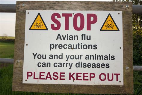 Bird flu prevention zone declared in Wales, England and Scotland ...