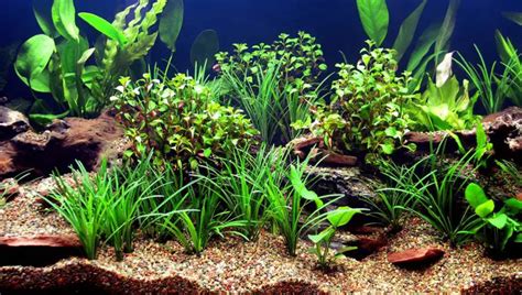 Do Live Plants Help Keep Aquarium Clean? - Aquariumia