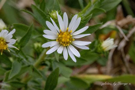 "What's Blooming Now" : Calico Aster (Symphyotrichum lateriflorum L)