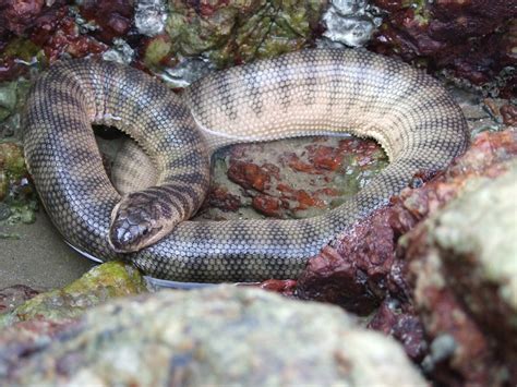 Hook Nosed sea snake (Enhydrina schistosa) פתן ים | This sna… | Flickr