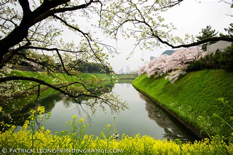 Cherry Blossom Season: Kitanomaru Park Tokyo Japan