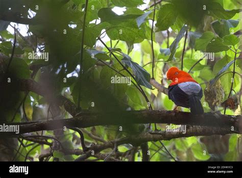 Aves de américa del sur hi-res stock photography and images - Alamy