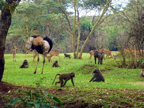 Top 5 Nairobi Wildlife Sights - Kenyan Moments