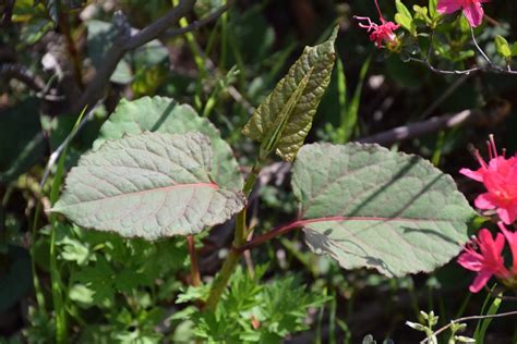 Can You Eat Japanese Knotweed – Learn How To Cook Japanese Knotweed Plants | Gardening Know How